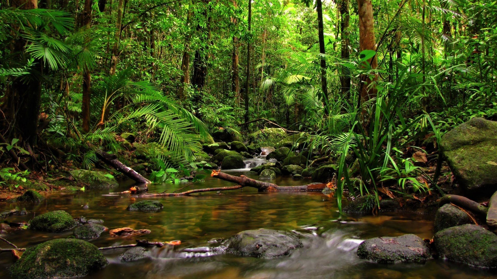 Sinharaja Forest Reserve Sri Lanka